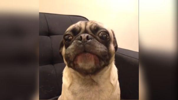 Viral: Los videos de perritos que hicieron felices a más de uno