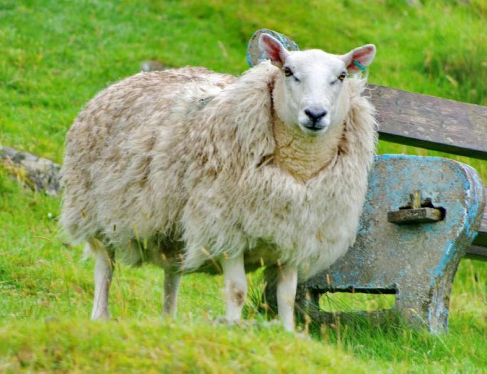 La laine de mouton n'a pas dit son dernier mot Industrie-Négoce