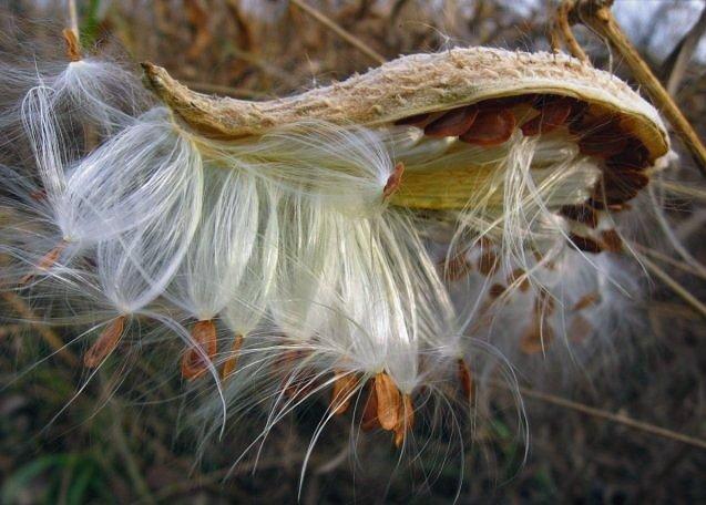 Milkweed, the all-purpose miracle plant