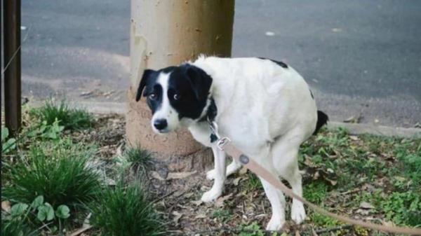 ¿Tu perro te mira fijamente cuando hace sus necesidades?