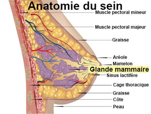 Les douleurs mammaires ou mastodynies 