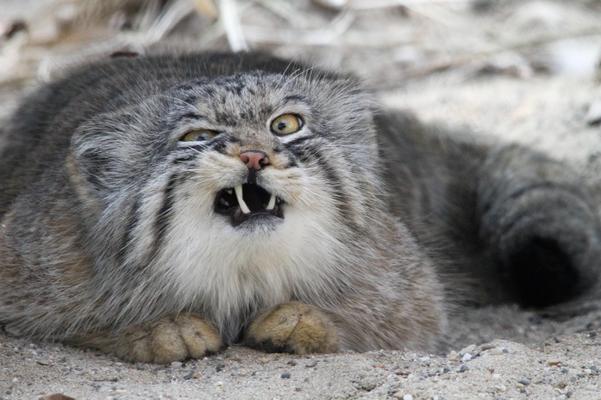 Un système de codage facial lève le voile sur les émotions de votre chat 