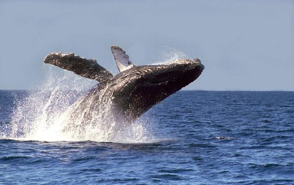 Complete guide to see whales in Los Cabos