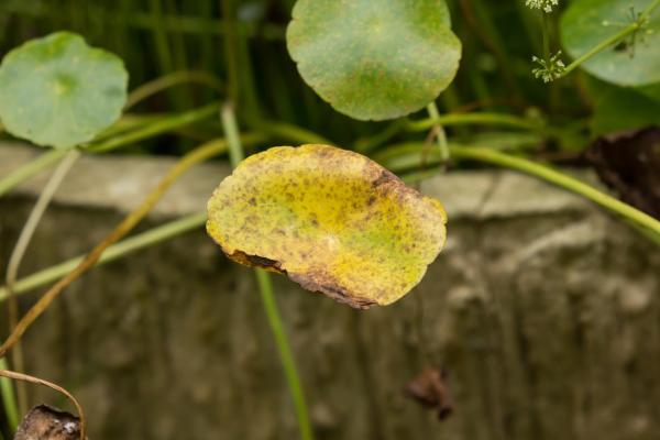 Yellow leaves in plants: what they mean and solutions