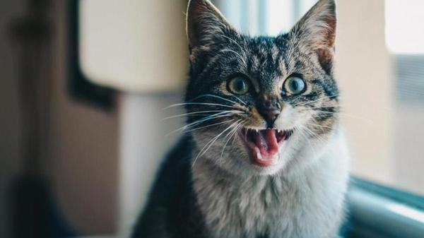 Qué alergias tienen los gatos y como solucionarlas