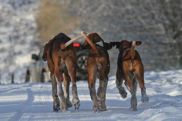 Courre hunting: anti-chases have tried to overthrow hinders in the Paimpont forest the weekly newsletter from Chassons.com