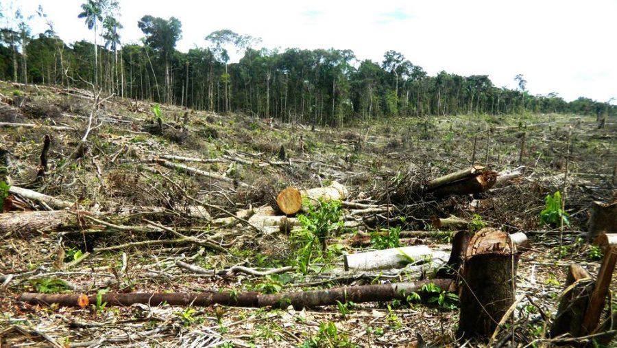 Puede que lo que llevas puesto tenga que ver con la deforestación del Amazonas 