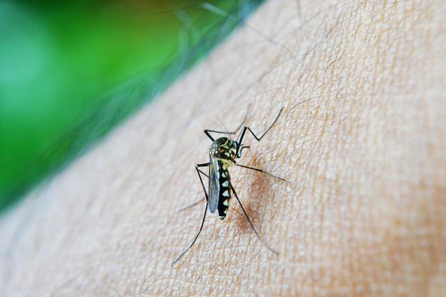 Cómo preparar aguas saborizadas caseras Consejos para tomar sol sin riesgos Repelentes de insectos: cómo usarlos correctamente Cómo secar la ropa dentro de casa sin preocuparte por la humedad 