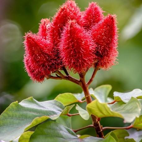 Roucou (Bixa orellana), arbre à rouge à lèvre 