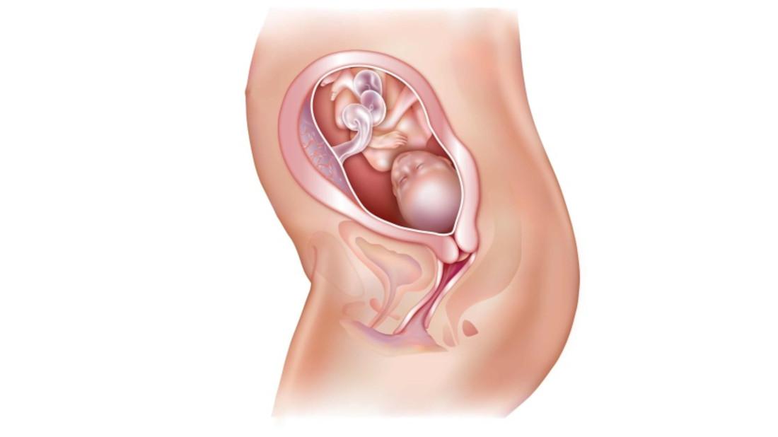 22. týden těhotenství: Vývoj plodu a těhotenské změny 