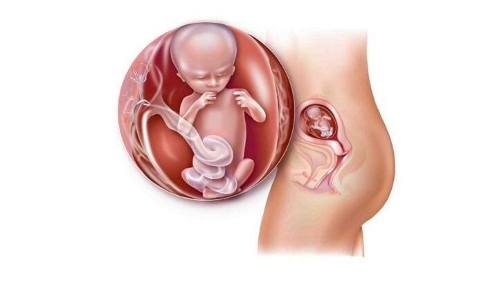 8. týden těhotenství: Vývoj plodu a těhotenské změny