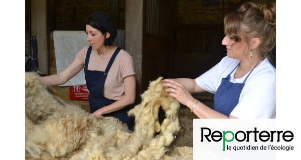 Sheep farmers from the French Riviera no longer know what to do wool