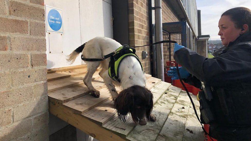 Wiltshire Police 'Digi-dogs' trained to sniff out technology 