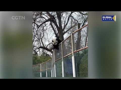 El video del instante en que un oso panda trepó casi dos metros para escaparse del zoológico 