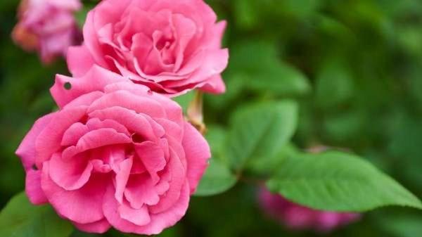 Qué causa el olor de las flores y por qué es importante Qué causa el olor de las flores y por qué es importante 