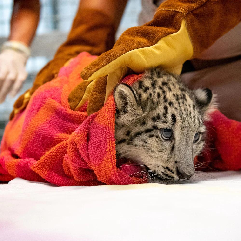 Le Zoo de Granby, gardien de l’avenir des espèces