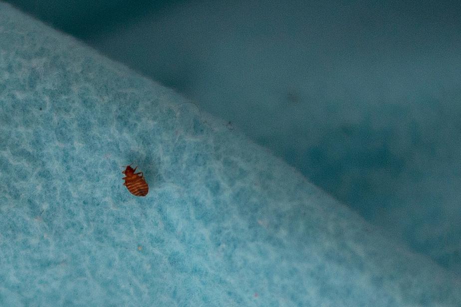Bedbugs: extreme infestations