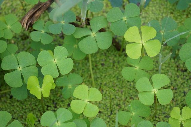 Meaning of four -leaf clover