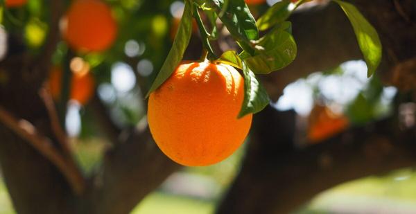 ¿Te comerías una naranja que tiene manchas negras en la piel?
