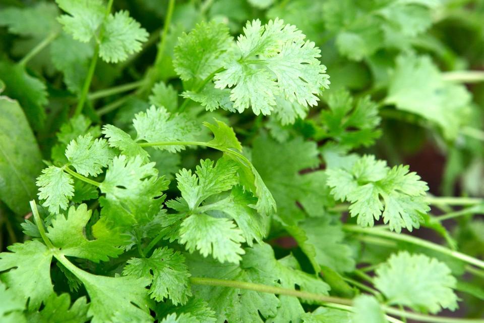 Coriander, learn how to save it in the fridge so that it is not damaged
