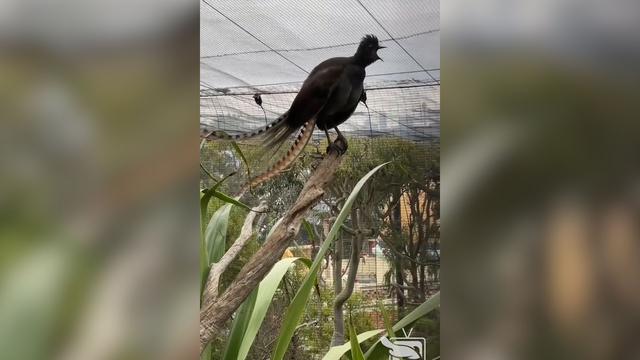Vříská jako ubrečené dítě. Pták z Austrálie umí dokonale napodobit třeba i alarm 