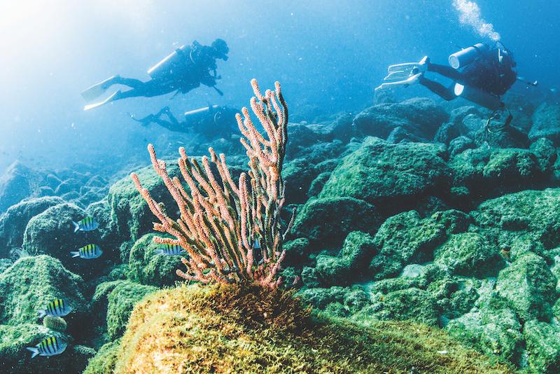 Baja submarina: un mundo repleto de vida silvestre, aventura y escenarios prodigio en Baja California sur 