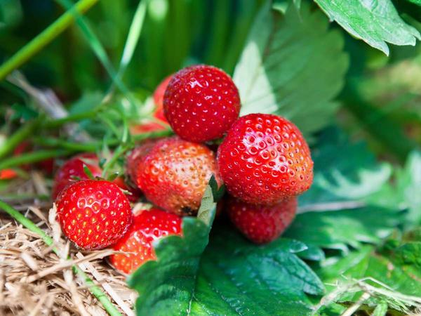 Ce qu’il faut savoir sur : Envie de Fraise