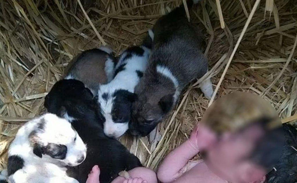 Newborn abandoned in field in India; puppies protected her from the cold 