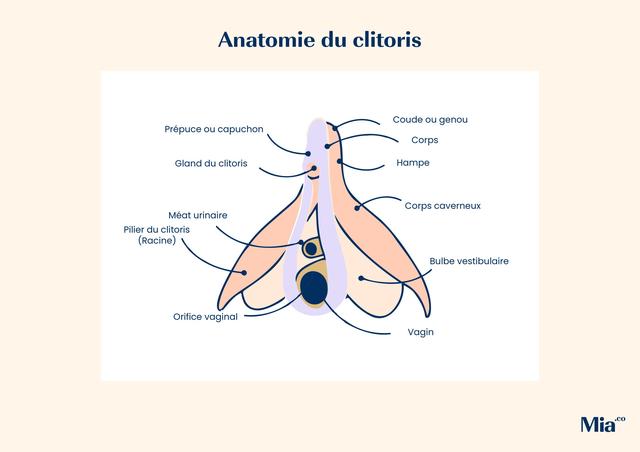 Clitoris : anatomie, taille, zone érogène 