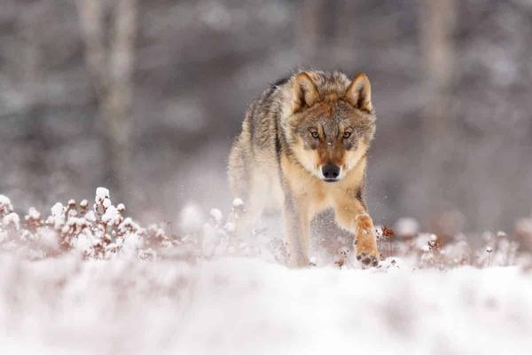 For lack of means, the hunters of Haute-Savoie withdraw from the anti wolf plan the weekly newsletter of Chassons.com