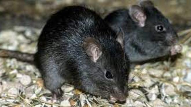 The black rat that worries in Madrid: up to 35 localized outbreaks!