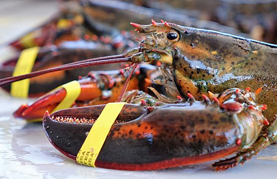 The American lobster kingdom of Maine enchants tourists even in the Indian summer
