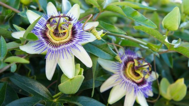 What are the dangers of passionflower, the plant of sleep?