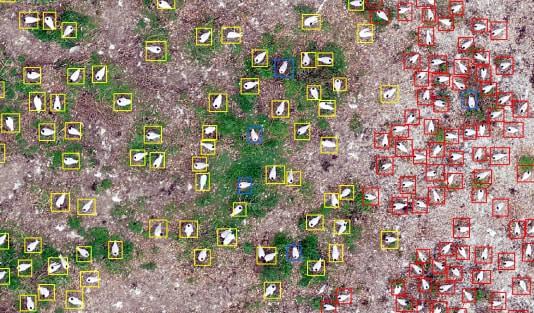 Vogelkolonies met drones en objectdetectie in kaart gebracht