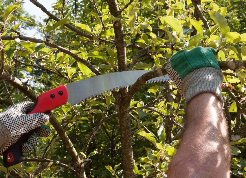 Jardinage Tailler des arbustes, élaguer des arbres... : comment bien choisir sa scie