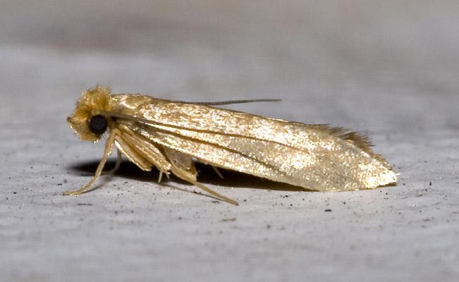 Anti-moths: what natural and really effective solutions?