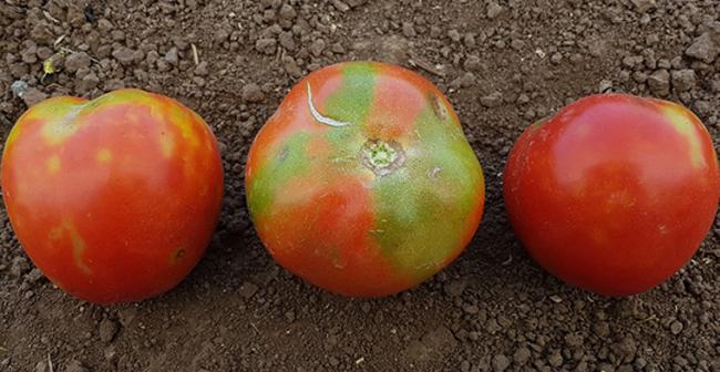 Virus de la tomate : comment le repérer ? 