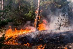 Feux de forêt : les origines des incendies et les solutions pour y faire face