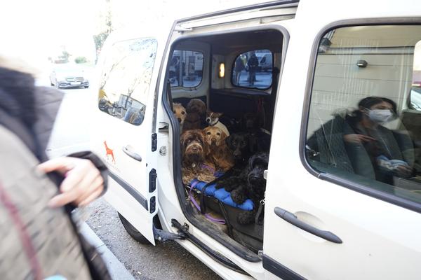 Paseadores de perros, el negocio en auge en los barrios 'ricos' de Madrid: "¿Humanizar a los animales? No les paso una"