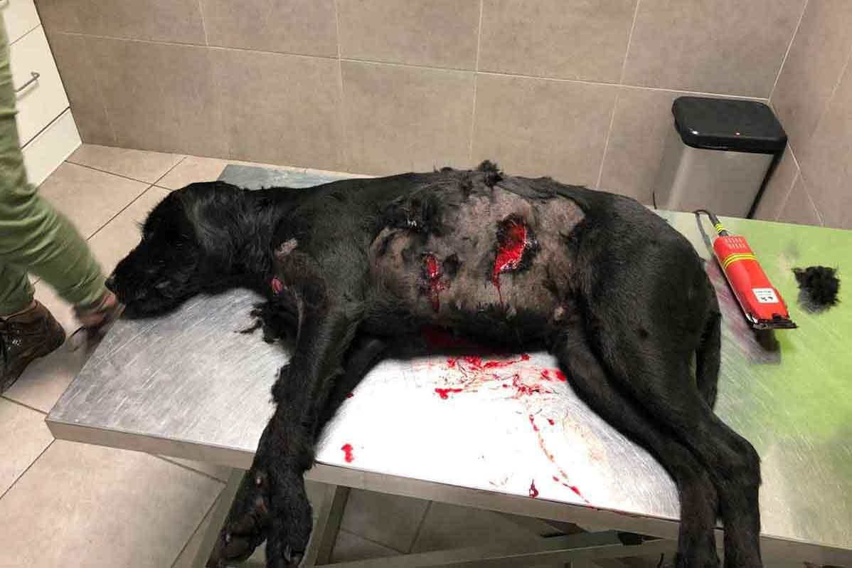 Le chien d’une promeneuse très grièvement blessé par un sanglier LA NEWSLETTER HEBDOMADAIRE DE CHASSONS.COM