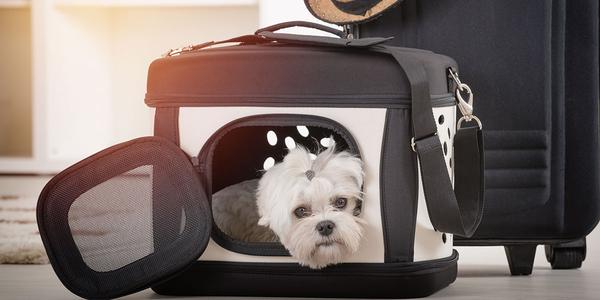 Las 6 mejores transportadoras para viajar con tus mascotas