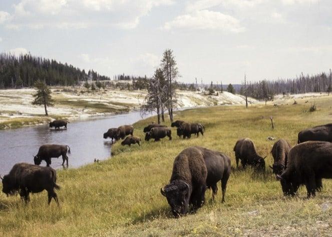 Yellowstone : pourquoi 900 bisons du parc national vont être abattus? LA NEWSLETTER HEBDOMADAIRE DE CHASSONS.COM