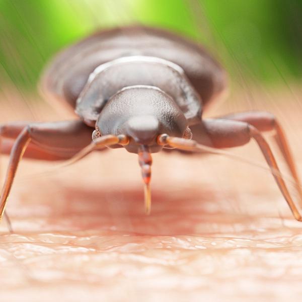 Bites, origin, proliferation eight questions not so stupid on bedbugs