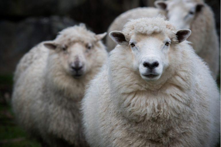 La laine mérinos la plus performante grâce aux technologies ingénieuses de Point6 