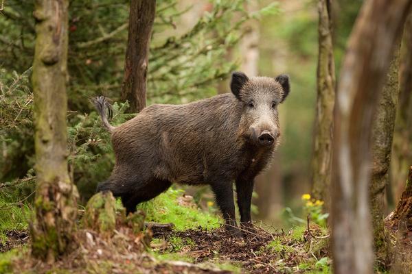 Hunters prosecuted for not having drawn wild boars: the response of their lawyer the weekly Chassons.com newsletter