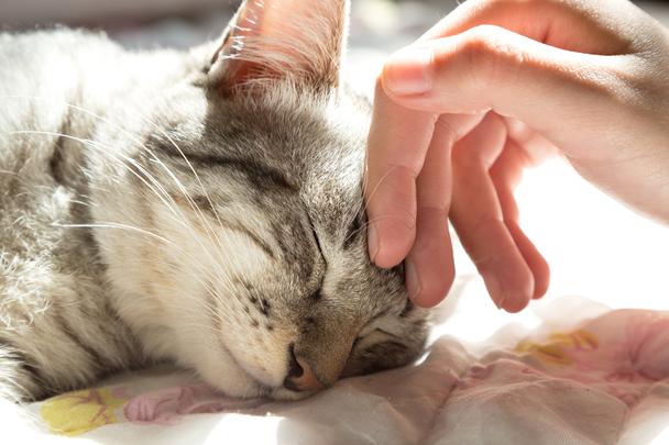  Why do cats purr?  An enigma demystified