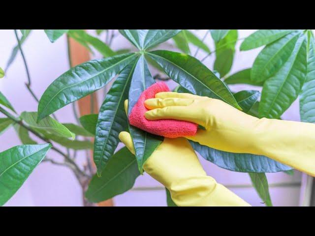 How to clean the leaves of plants: tricks to make them shine