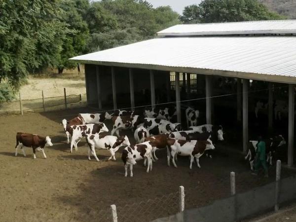 Elevage : le Cameroun mise sur les vaches Montbéliardes pour produire plus de lait