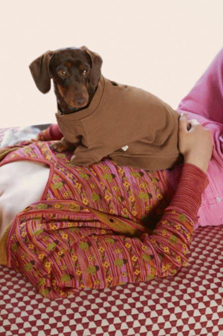 Zara lanza una colección para perros y se suma a otras marcas de ropa, como Adidog 