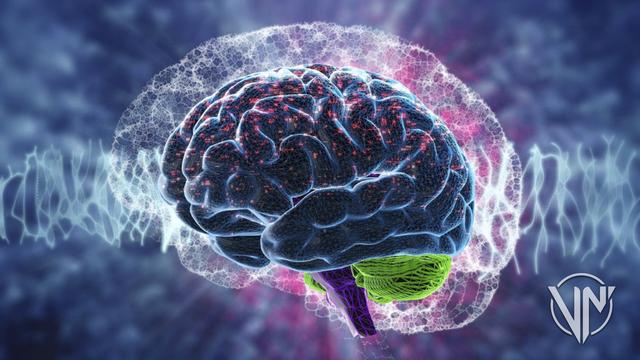 Investigadores descubren qué área del cerebro corresponde al clítoris